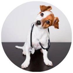 Neurologia Veterinária Porto Alegre - VidaPet